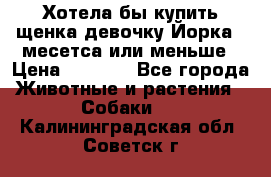 Хотела бы купить щенка девочку Йорка 2 месетса или меньше › Цена ­ 5 000 - Все города Животные и растения » Собаки   . Калининградская обл.,Советск г.